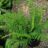 Polystichum set. 'Plumoso-densum'