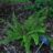 Polystichum set. 'Proliferum'
