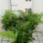 Polystichum rigens