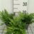 Polystichum tsus-simense