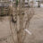 Prunus 'The Bride'