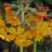 Primula bulleyana