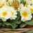 Primula vulgaris (= acaulis)