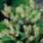 Prunus laur. 'Mano'