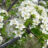 Prunus mahaleb