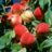 Prunus pers. 'Charles Ingouf'