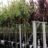 Prunus subh. 'Dahlem'