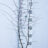 Prunus spinosa