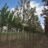 Prunus serr. 'Sunset Boulevard'