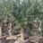 Punica granatum