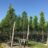 Pyrus calleryana 'Chanticleer'