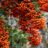Pyracantha 'Saphyr Orange'®
