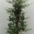 Pyracantha 'Saphyr Orange'®