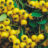 Pyracantha hybr. 'Soleil d'or'