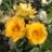 Rosa 'Arthur Bell'