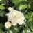 Rosa 'Alabaster'