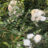 Rosa 'Alba Meidiland'® (= 'meiflopan'®)