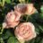 Rosa 'Aphrodite'® (= 'tanetidor'®)