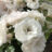 Rosa 'Aspirin Rose'® (='glacier mag./'taniripsa'®)