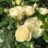 Rosa 'Artemis'