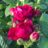 Rosa 'Ascot'