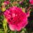 Rosa 'Auskitchen' (='princess anne')