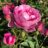 Rosa 'Auspaddle' (='royal jubilee')(david austin®)