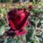 Rosa 'Barkarole'® (= 'tanelorak'®)