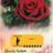 Rosa 'Barkarole'® (= 'tanelorak'®)
