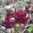 Rosa 'Black Baccara'® (= 'meidebenne'®)