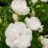 Rosa 'Blanc Double de Coubert'