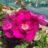 Rosa 'Bluebell'®