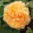 Rosa 'Bring Me Sunshine' (david austin®)
