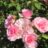 Rosa 'Bonica'®