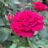 Rosa 'Belle Rives'®