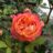 Rosa 'Baby Romantica'®