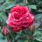 Rosa 'Brownie'®