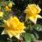 Rosa 'Candide'® (= 'poulgav'®, goldstar®)