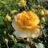 Rosa 'Candlelight'