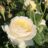 Rosa 'Claire Austin'® (david austin®)