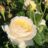 Rosa 'Claire Austin'® (david austin®)