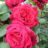 Rosa 'Climbing Botero'®