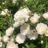 Rosa 'Crystal Fairy'®