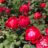 Rosa 'Cherry Bonica'®