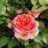Rosa 'Chippendale'® (= 'duchess of cornwall'®)