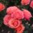 Rosa 'Coral Lions Rose'® (rosa korzwanlio)
