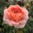 Rosa 'Colette'® (= 'meiroupis'®)