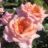 Rosa 'Compassion'®