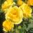 Rosa 'Carte d'or'® (=meirobidor'®)