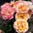 Rosa 'Cubana'® (= 'korpatetof'®)